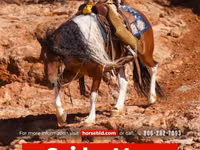 Horse (M), Pinto horses — photo 1