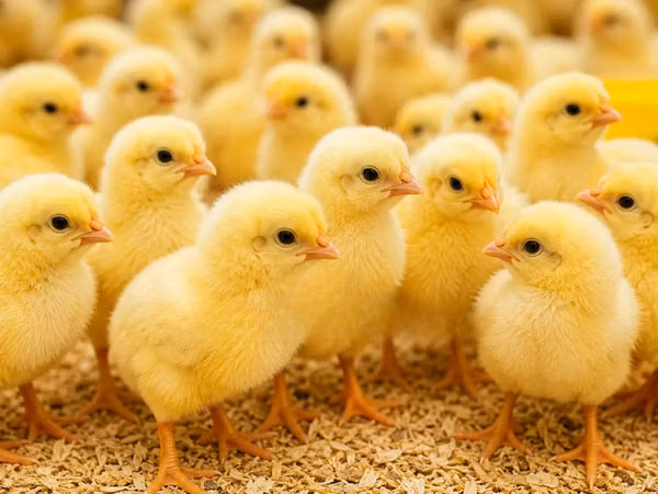Chickens — Tanzania