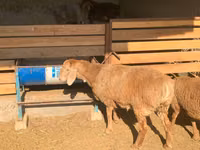 भेड़, Arashan sheep — फ़ोटो 4