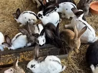 Geese — फ़ोटो 3