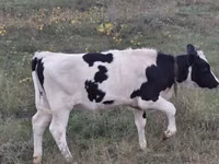 Cow, Holstein breed — photo 2