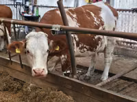 Bulle, Simmental cattle — Foto 4