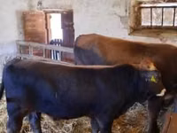 Bull, Brown Carpathian breed — photo 2
