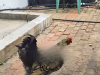 Shamo chickens — picha 4