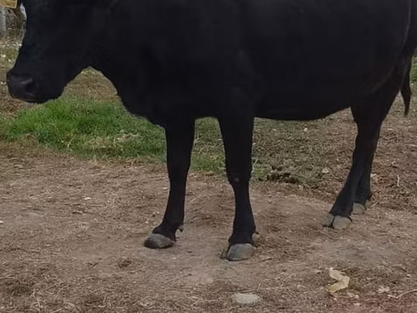 Ng'ombe jike, Russian Black pied cattle