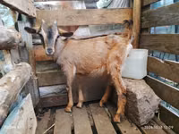 Mbuzi (kikundi, jinsia haijatajwa), Alpine goat — picha 1