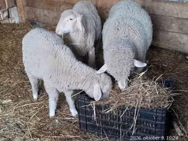 Ram, Sheep