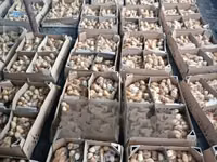 Chickens — الصورة 2