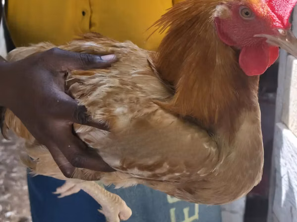 Shamo chickens