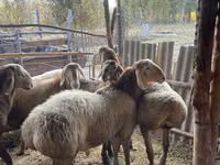 Ram, Arashan sheep — photo 7