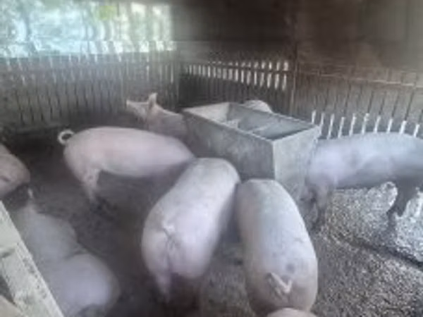 Säue, Schweine