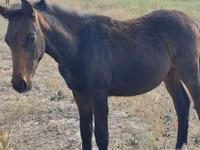 公马, Thoroughbred horse — 照片 1