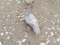 Ducks — picha 1