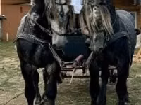 Caballo, Percheron — foto 1