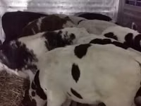 Ng'ombe dume, Russian Black pied cattle — picha 6
