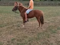 母马, Horses — 照片 4