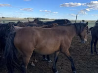 Yegua, Kazakh horse — foto 1