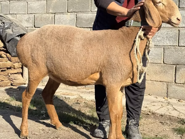 भेड़, Arashan sheep