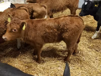 公牛, Limousin cow — 照片 3