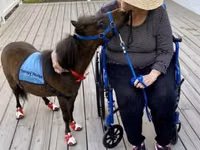Hengst, Miniature horse — Foto 1