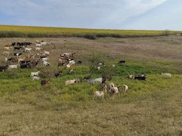 母山羊, Goats