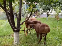 Ram, Sheep — photo 1