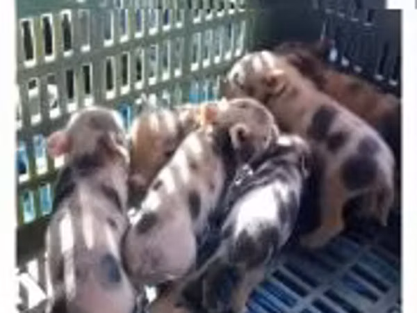 Säue, Schweine