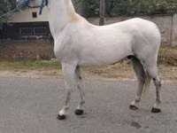公马, Lipizzaner — 照片 3