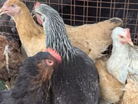 Turkeys — picha 8