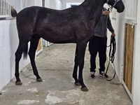Farasi dume, Akhal-Teke — picha 8