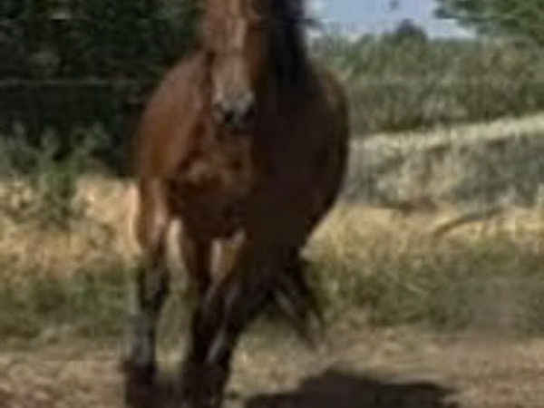 Yegua, Caballos