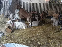 बकरी, Saanen goat — फ़ोटो 3