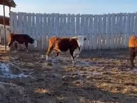 母牛, Yaroslavl cattle — 照片 6
