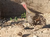 Gallina eslovena plateada — foto 7