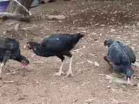 Chickens — Foto 4