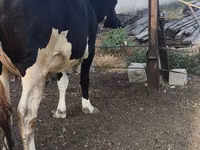 Ng'ombe jike, Russian Black pied cattle — picha 6