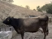 Ng'ombe jike, Ukrainian Brown Dairy Cattle — picha 2