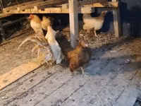 Bantam — picha 1