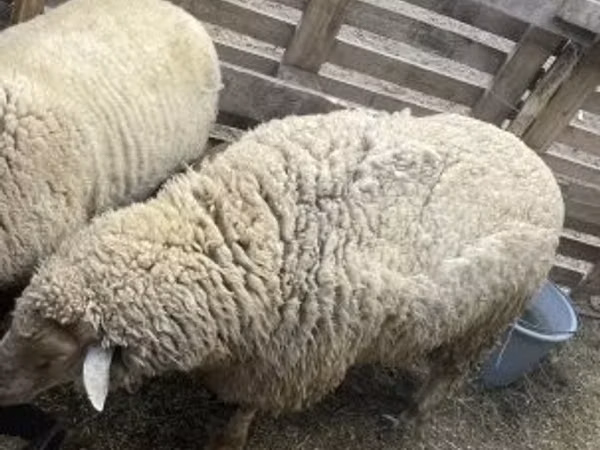 Dume la kondoo, Merino sheep