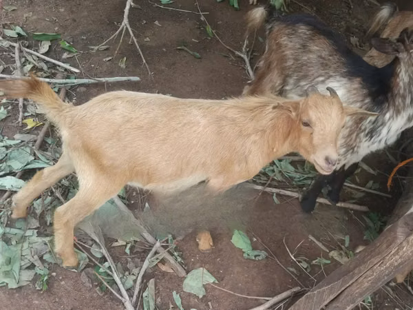 Mbuzi (kikundi, jinsia haijatajwa), Mbuzi