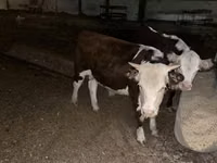 Ng'ombe dume, Russian Black pied cattle — picha 2
