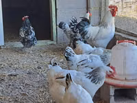 Chickens — Foto 3