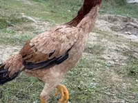 Chickens — photo 1