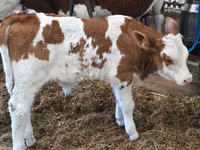 Bulle, Simmental cattle — Foto 2