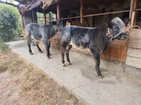 ثور, Swiss cattle — الصورة 1