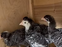 Chickens — फ़ोटो 2