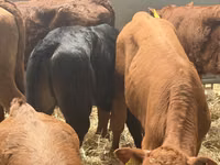 Rinder (Partie, Geschlecht nicht angegeben), Simmental cattle — Foto 2