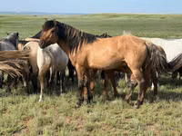حصان, Mugalzhar horse — الصورة 3