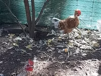 Japanisches Bantam — Foto 5