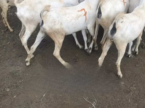 बकरियाँ (लॉट, लिंग निर्दिष्ट नहीं), Somali goats